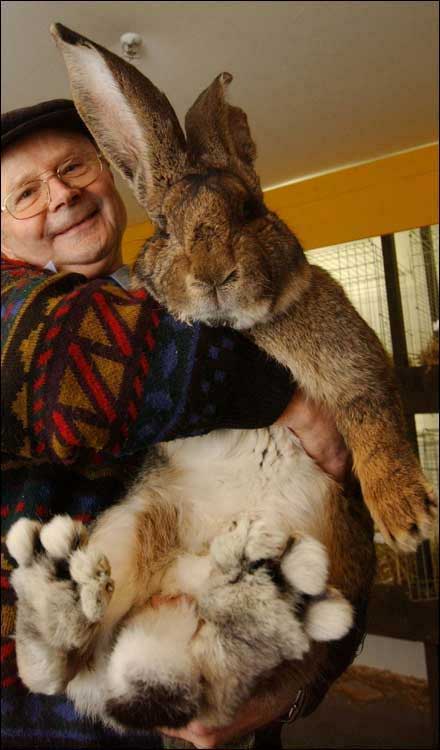 a big bunny rabbit