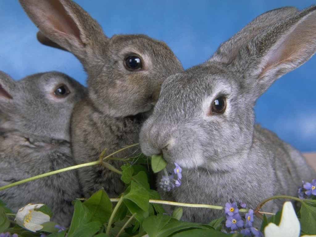 rabbits nibbling